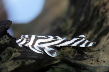 Sticker - Hypancistrus zebra