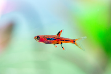 boraras brigittae - mosquito rasbora