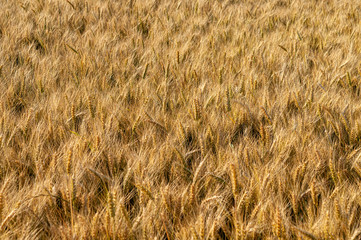 Grains of grain on the background of the setting sun.