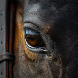 Fototapeta Konie - Eye of a beautiful horse close up on dark background, animal look