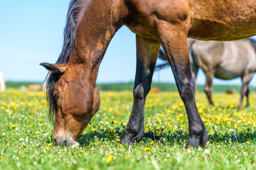 Portrait of a horse close up. Photographed in the open air.