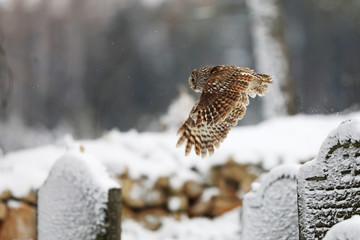 Wall Mural - Tawny owl (strix aluco) flying in old cemetery in winter day