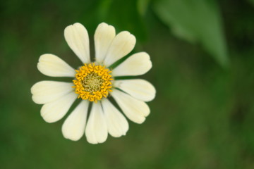 white flower on green background