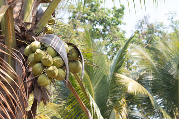 Raw green sweet Coconut fruit on plant