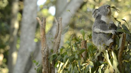 Wall Mural - cute australian mother koala with her joey in a tree resting during the day.
