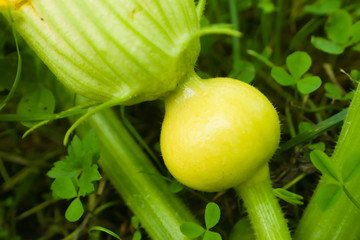 Ovary and closed flower on the pumpkin. Agricultural concept, farming season, cultivated melons