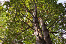 Young New Zealand Kauri Tree