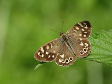 Speckled Wood Butterfly (Pararge Aegeria)