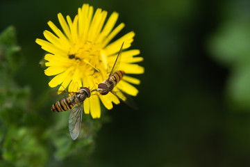 Two Hoverflys On Yellow Plant.