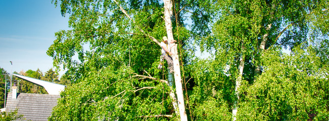 Mature male tree trimmer high in birch tree, 30 meters from ground, cutting branches with gas powered chainsaw and attached with headgear for safe job