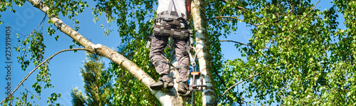 Fotografía Mature male tree trimmer high in birch tree, 30 meters from ground, cutting bran