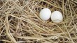 Pigeon (Rock dove) Eggs in nest 