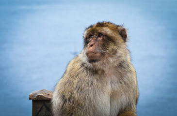 close of view of the gibraltar monkeys