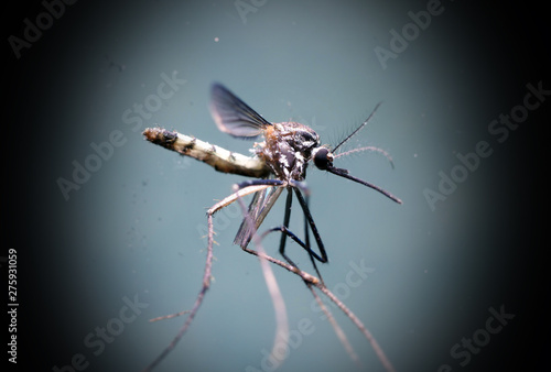 Алиса покажи фото комар Mosquito analysis in lab Stock Photo Adobe Stock