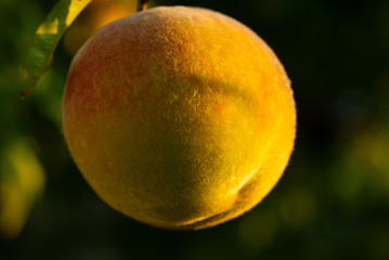 Sticker - ripe peach hanging on branch at early morning sunshine