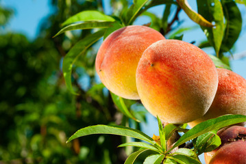 Canvas Print - ripe peach fruits hanging on branch