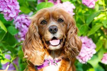 Pet animal; spaniel cocker in the garden