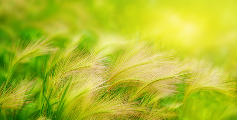 Wall Mural - Grass under the sun in the form of a panorama. Spring and summer nature in bright green and yellow tones. Sunny meadow. Natural panorama close up.