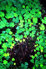 Background from plant clover four leaf. Irish traditional symbol. St.Patrick 's Day.