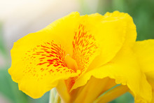 Closeup Yellow Canna Lily Flower Bloom With Sunlight On Blur Nature Background.