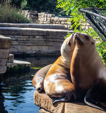 Three Seals Sunbathing In Copenhagen Zoo