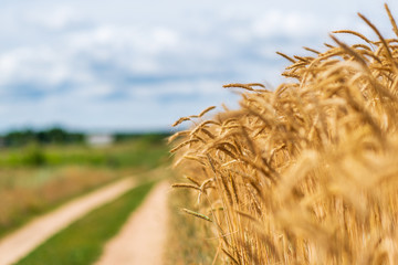 Field of ripe wheat on a sunny day.