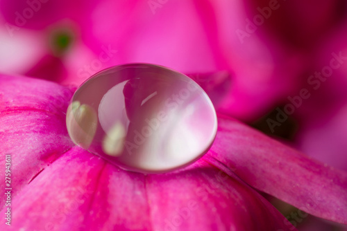 dewy flower in the detail - macro photo
