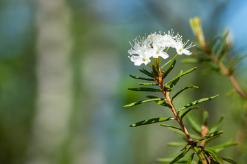 Wall Mural - flowers on tree