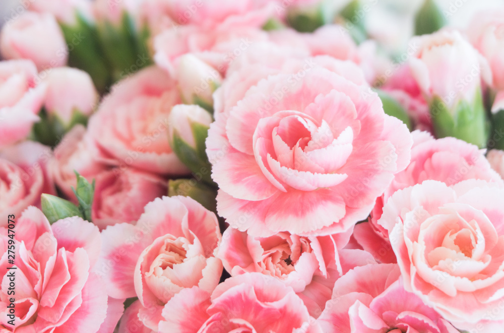 Pink canations spray flowers have white lobe is blooming in bouquet at flower market,celebration,love,valentine day,nature background - obrazy, fototapety, plakaty 