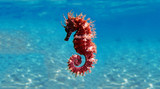 Fototapeta  - Mediterranean Seahorse - Hippocampus guttulatus