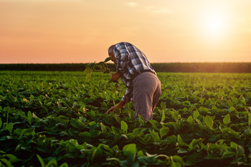 Wall Mural - Senior farmer standing in soybean field examining crop at sunset.