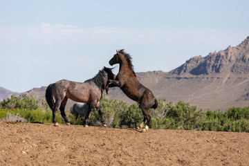 Poster - Wild Horse Stallions Fighting in the Utah Desert