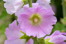 Beautiful Decorating Hollyhock Flowers /Althaea Officinalis/ In The Garden