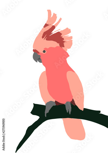 cockatoo. illustration of cockatoo