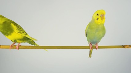 Wall Mural - Two wavy parrots are sitting on a stick on a white background