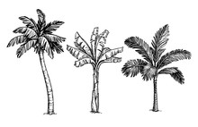 Ink Sketch Of Palm Trees.