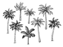 Collection Of Palm Trees.