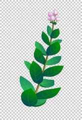 Canvas Print - vector illustration of indian plant.