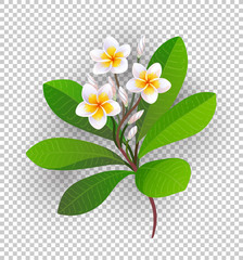 Canvas Print - vector illustration of blooming plumeria.
