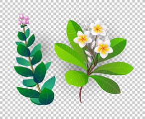 Canvas Print - vector illustration of tropical plants.