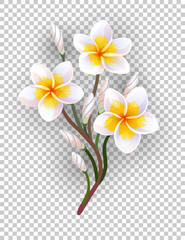 Canvas Print - vector illustration of blooming plumeria