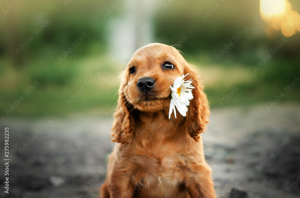 american cocker spaniel red puppy very cute eyes portrait with flowers - obrazy, fototapety, plakaty 