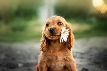 American Cocker Spaniel Red Puppy Very Cute Eyes Portrait With Flowers