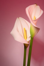 Beautiful Flower Calla With Beautiful Neon Light On A Pink Background. Two Beautiful Flowers.