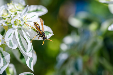 Beautiful white flowers with a bee on nature