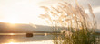 A tranquil sunset lake with reed flowers are in bloom.
