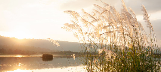 Wall Mural - A tranquil sunset lake with reed flowers are in bloom.