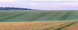 Fototapeta Krajobraz - Wheat field in early summer, green wheat spoon