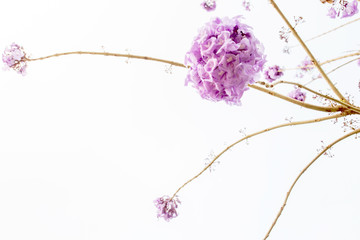 Wall Mural - Blooming light purple flower isolated on white background.