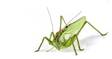 Big Green Grasshopper On White Background Close Up